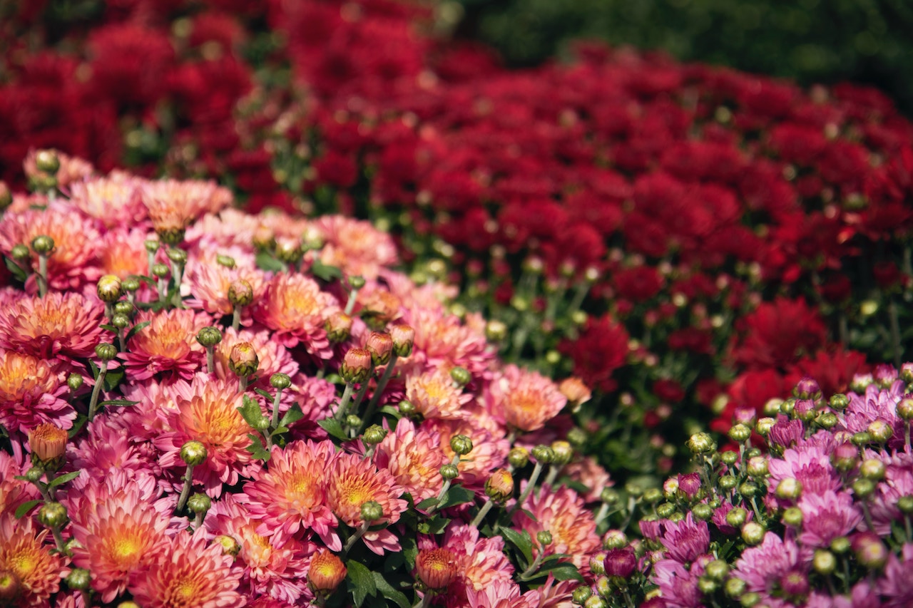 Rochester Main Street to host fall clean-up and planting on 9/17, seeks volunteers