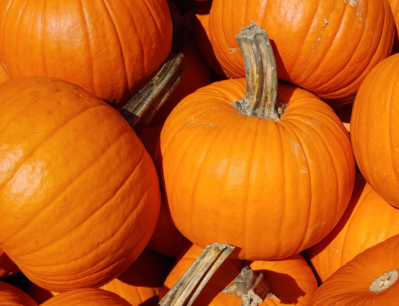 Rochester Main Street to host a Pumpkin Patch in Central Square on 10/7