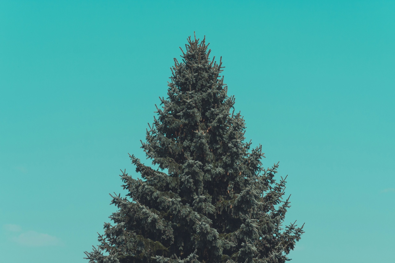 Menzel Family donates 30ft spruce for downtown Christmas Tree