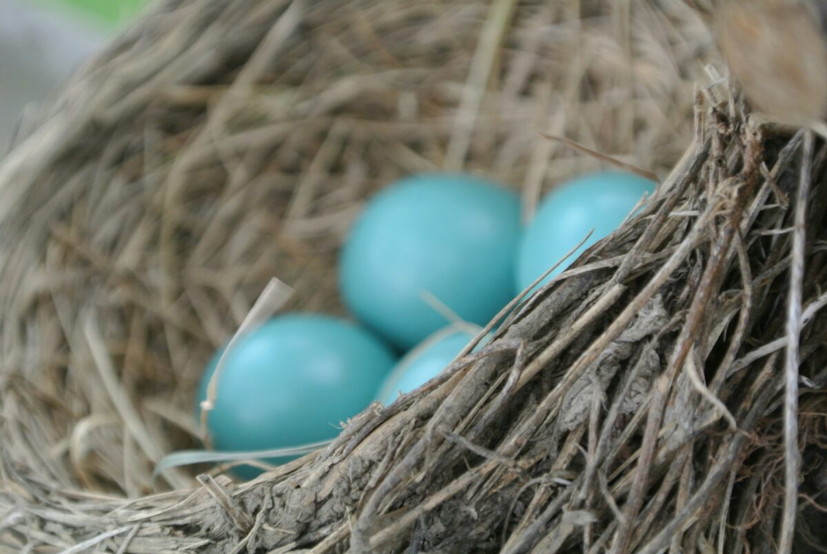 Public Library, Open World Explorers presents “Breeding Season Backyard Birds” on 7/10
