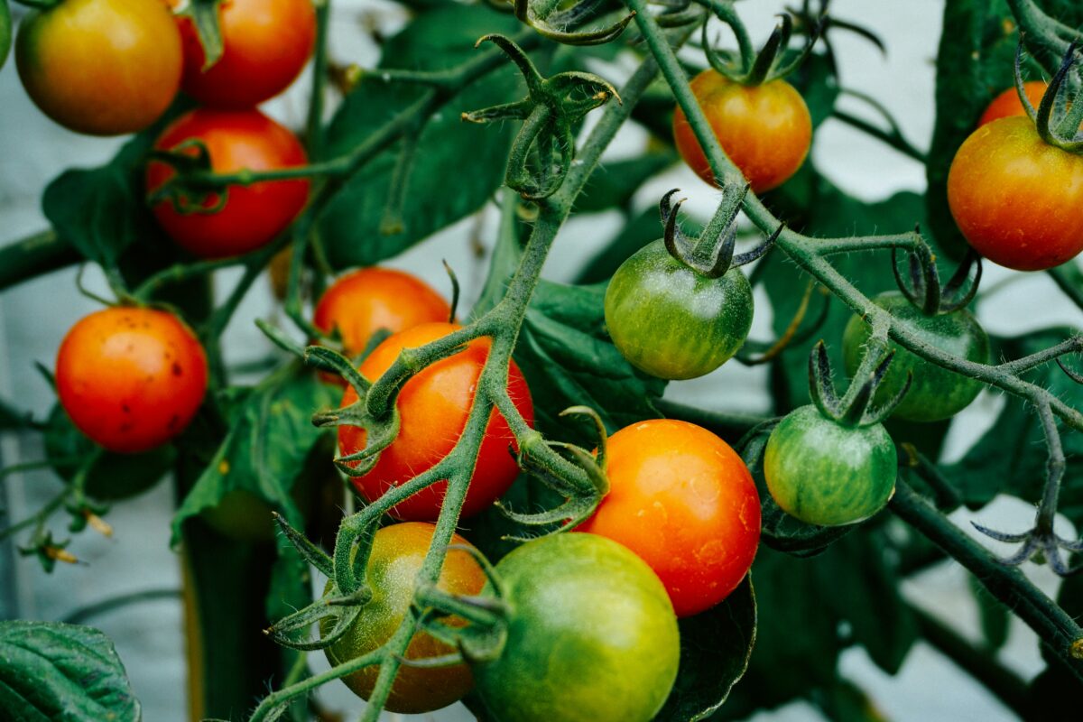 Help Families Facing Food Insecurity: Gardeners Encouraged to Help Fellow Community Members Access Healthier Food