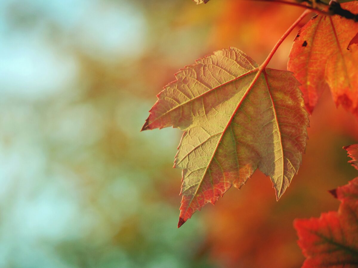 Fall Fun is Already in the Works for Downtown Rochester