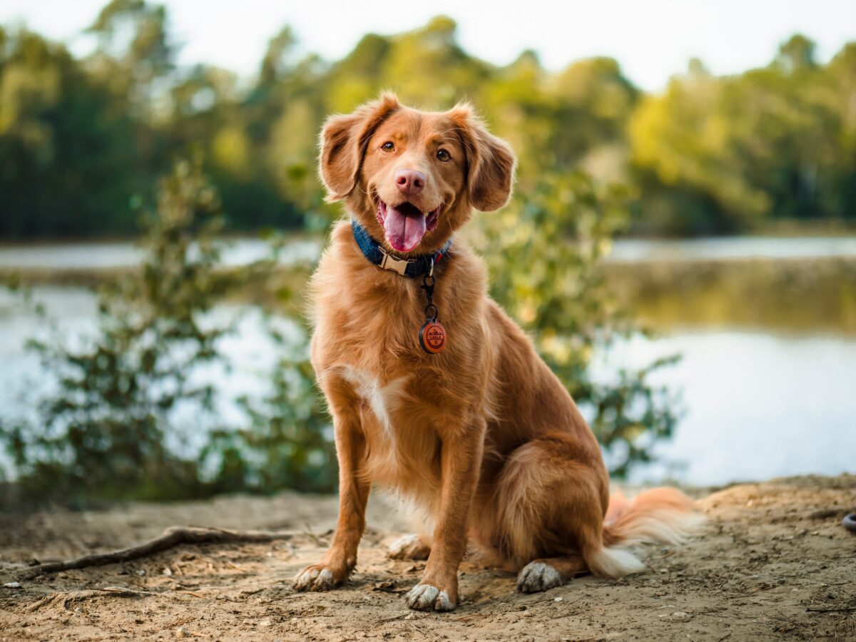 Golden Dog Adventure Co. Partners with Cornerstone VNA to Support Pet Peace of Mind Program