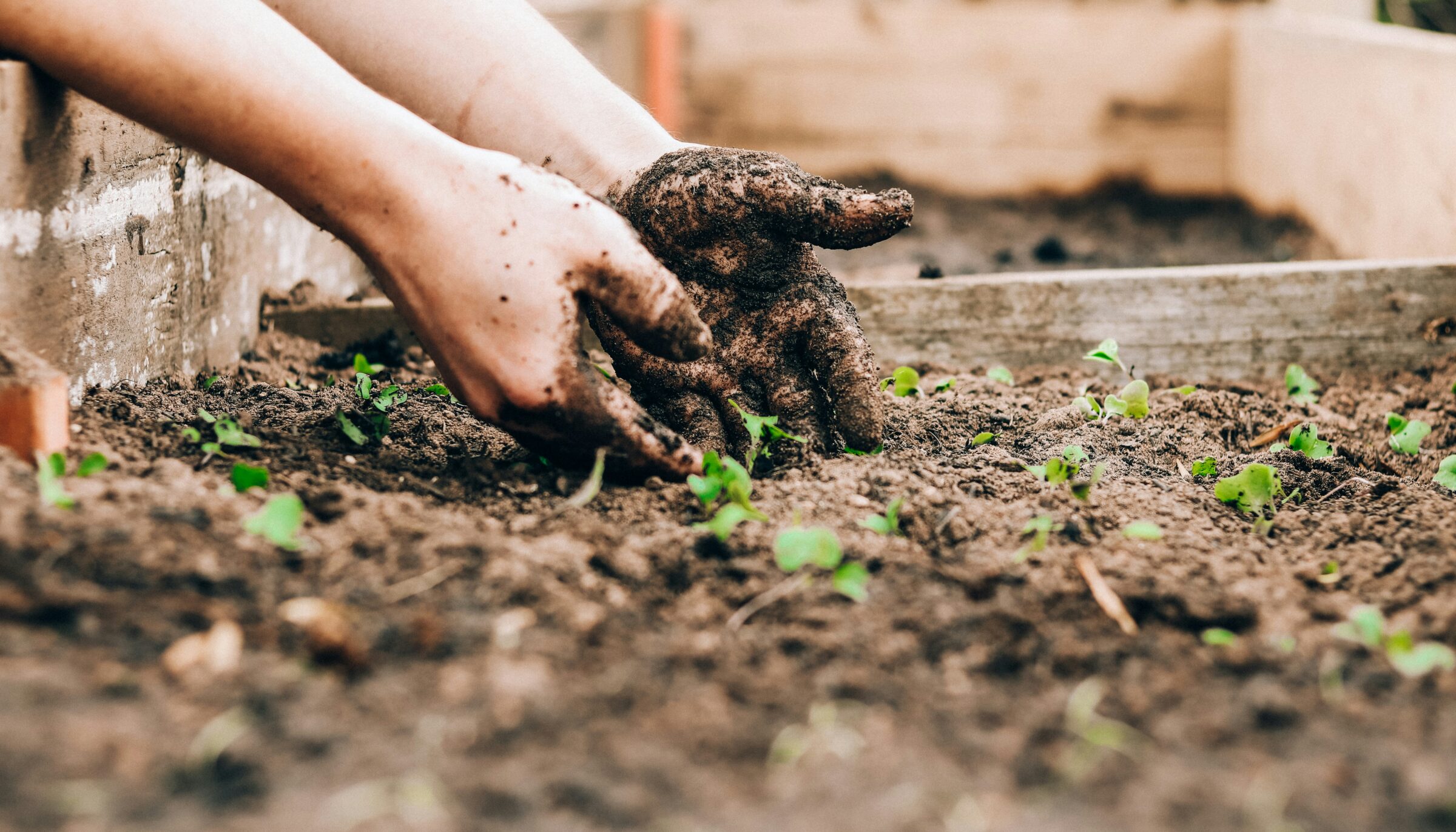 Gardening Lecture Series: Invasive Species and Soil Testing
